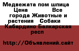 Медвежата пом шпица › Цена ­ 40 000 - Все города Животные и растения » Собаки   . Кабардино-Балкарская респ.